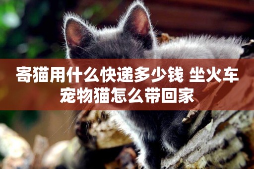 寄貓用什么快遞多少錢 坐火車寵物貓怎么帶回家
