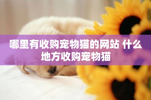 哪里有收購寵物貓的網站 什么地方收購寵物貓