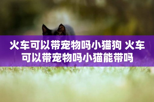 火車可以帶寵物嗎小貓狗 火車可以帶寵物嗎小貓能帶嗎