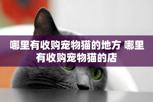哪里有收購寵物貓的地方 哪里有收購寵物貓的店