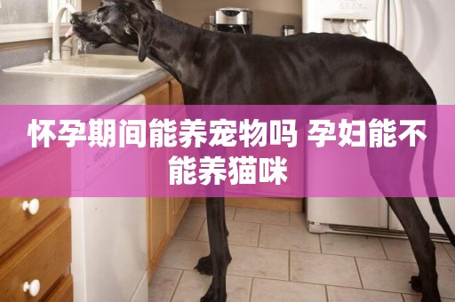 懷孕期間能養寵物嗎 孕婦能不能養貓咪