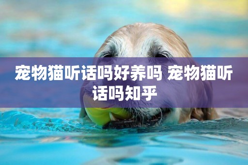 寵物貓聽話嗎好養嗎 寵物貓聽話嗎知乎