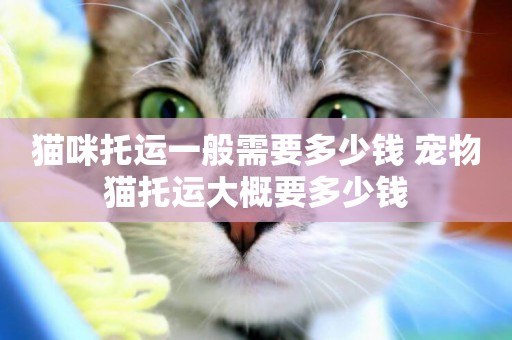 貓咪托運一般需要多少錢 寵物貓托運大概要多少錢
