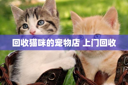 回收貓咪的寵物店 上門回收