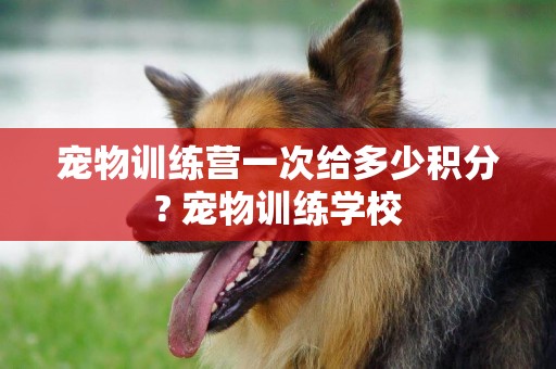 寵物訓練營一次給多少積分? 寵物訓練學校