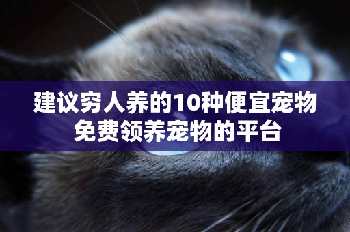 建議窮人養的10種便宜寵物 免費領養寵物的平臺