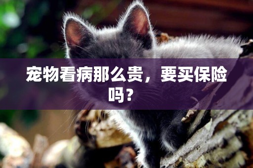 寵物看病那么貴，要買保險嗎？ 