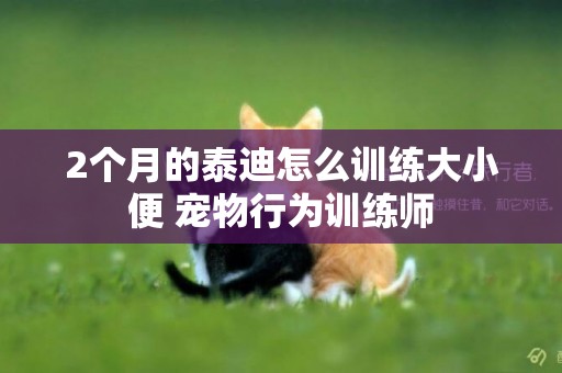 2個月的泰迪怎么訓練大小便 寵物行為訓練師