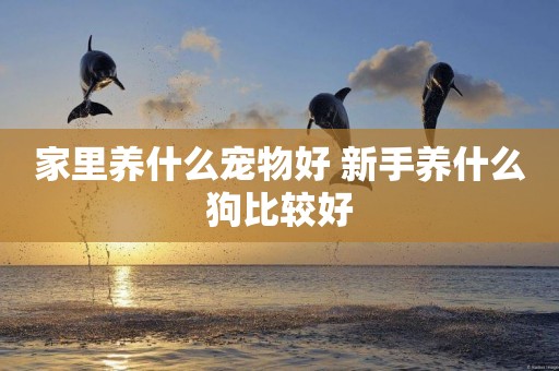 家里養什么寵物好 新手養什么狗比較好