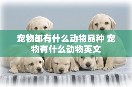 寵物都有什么動物品種 寵物有什么動物英文