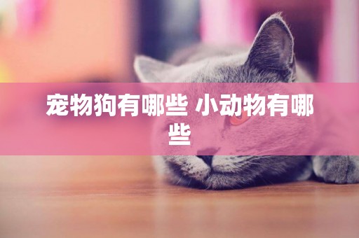 寵物狗有哪些 小動物有哪些