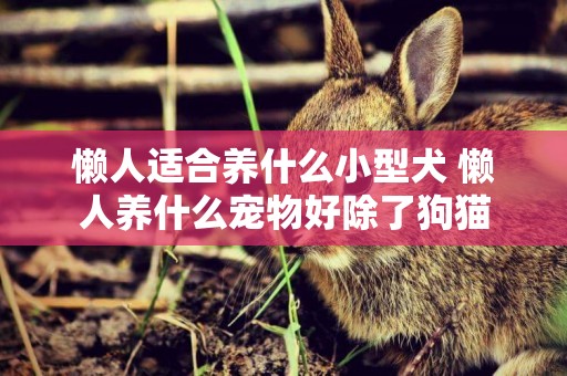 懶人適合養什么小型犬 懶人養什么寵物好除了狗貓