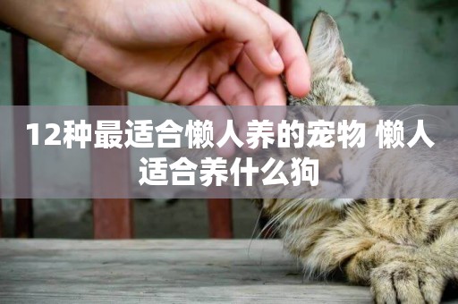 12種最適合懶人養的寵物 懶人適合養什么狗
