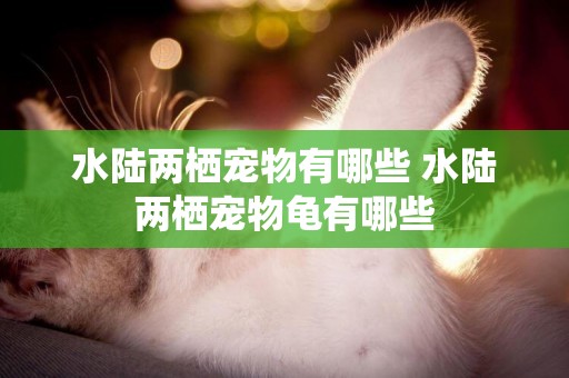 水陸兩棲寵物有哪些 水陸兩棲寵物龜有哪些