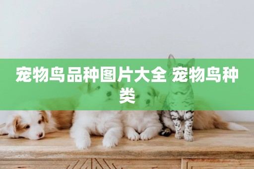 寵物鳥品種圖片大全 寵物鳥種類