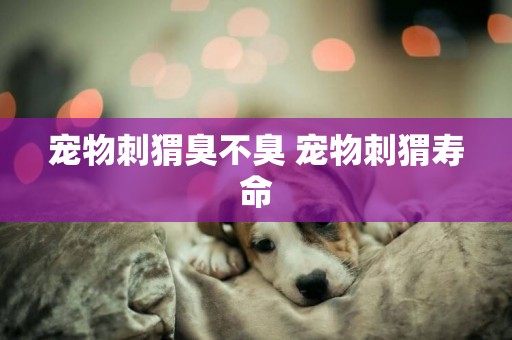寵物刺猬臭不臭 寵物刺猬壽命