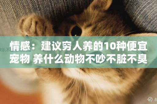 情感：建議窮人養的10種便宜寵物 養什么動物不吵不臟不臭