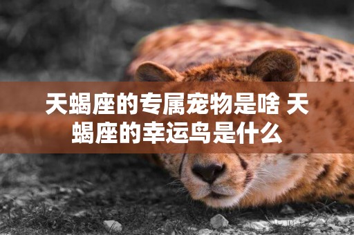 天蝎座的專屬寵物是啥 天蝎座的幸運鳥是什么