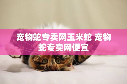 寵物蛇專賣網玉米蛇 寵物蛇專賣網便宜