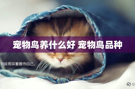 寵物鳥養什么好 寵物鳥品種