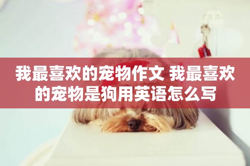 我最喜歡的寵物作文 我最喜歡的寵物是狗用英語怎么寫