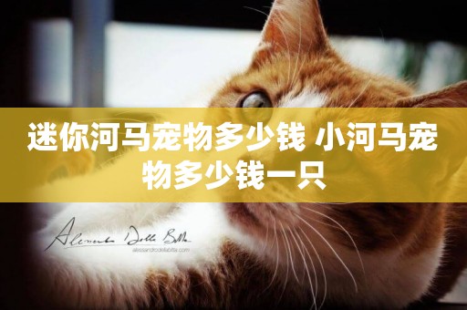迷你河馬寵物多少錢 小河馬寵物多少錢一只