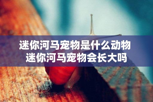 迷你河馬寵物是什么動物 迷你河馬寵物會長大嗎