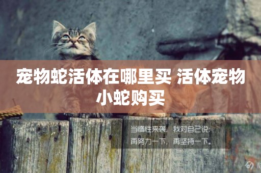 寵物蛇活體在哪里買 活體寵物小蛇購買