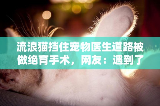 流浪貓擋住寵物醫生道路被做絕育手術，網友：遇到了“拆蛋專家” 