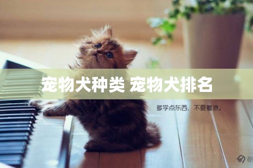寵物犬種類 寵物犬排名