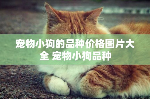 寵物小狗的品種價格圖片大全 寵物小狗品種