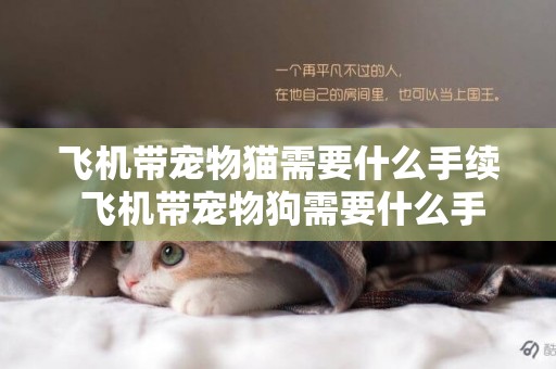 飛機帶寵物貓需要什么手續 飛機帶寵物狗需要什么手續