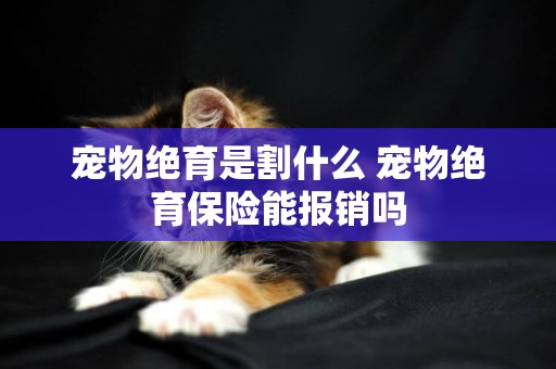 寵物絕育是割什么 寵物絕育保險能報銷嗎