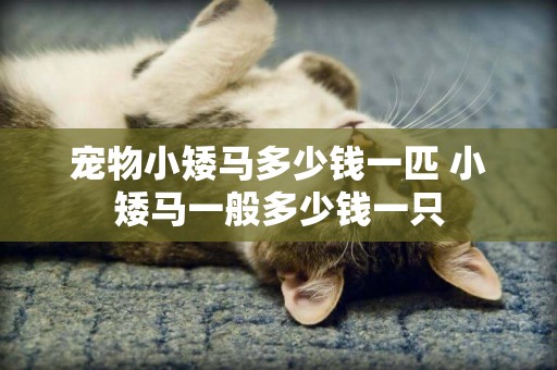寵物小矮馬多少錢一匹 小矮馬一般多少錢一只