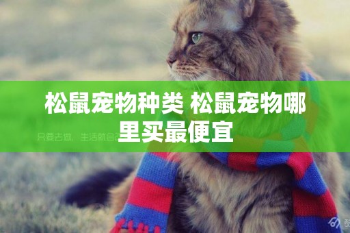 松鼠寵物種類 松鼠寵物哪里買最便宜