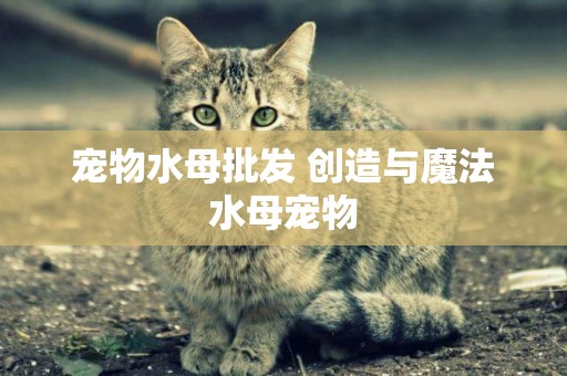 寵物水母批發 創造與魔法水母寵物