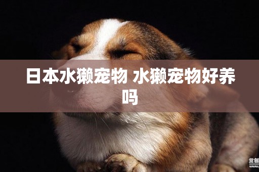 日本水獺寵物 水獺寵物好養嗎