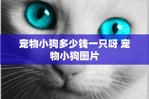 寵物小狗多少錢一只呀 寵物小狗圖片