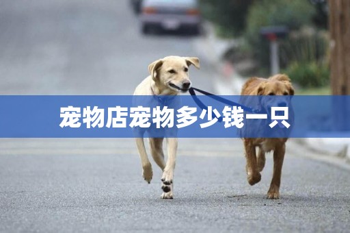 寵物店寵物多少錢一只