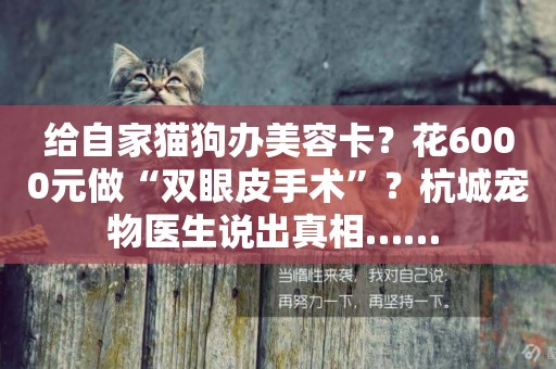 給自家貓狗辦美容卡？花6000元做“雙眼皮手術”？杭城寵物醫生說出真相…… 