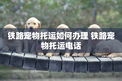 鐵路寵物托運如何辦理 鐵路寵物托運電話