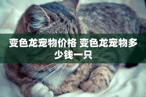 變色龍寵物價格 變色龍寵物多少錢一只