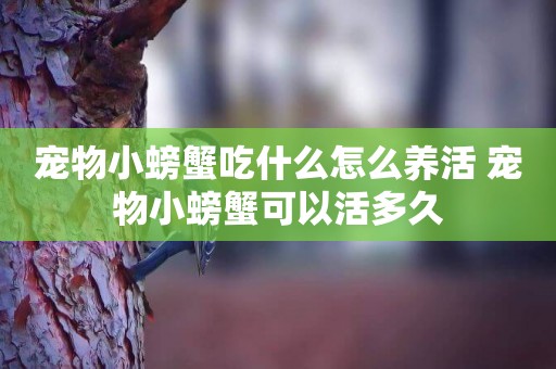 寵物小螃蟹吃什么怎么養活 寵物小螃蟹可以活多久