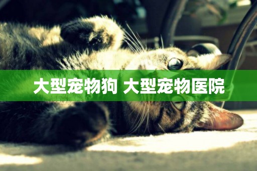 大型寵物狗 大型寵物醫院