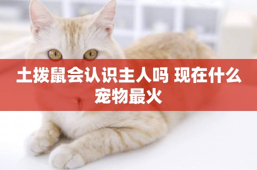 土撥鼠會認識主人嗎 現在什么寵物最火