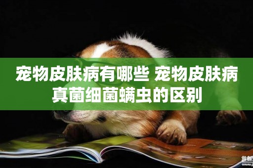 寵物皮膚病有哪些 寵物皮膚病真菌細菌螨蟲的區別