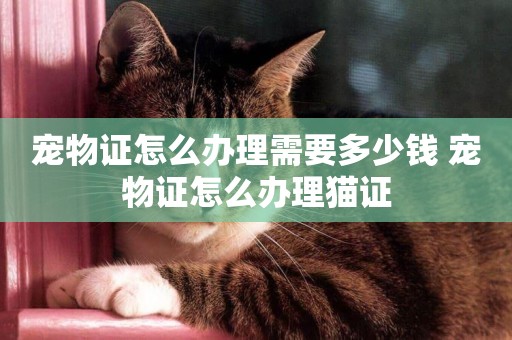 寵物證怎么辦理需要多少錢 寵物證怎么辦理貓證