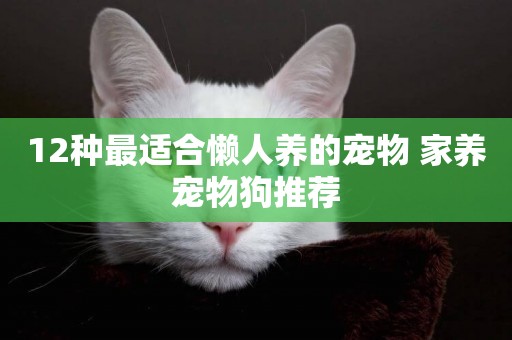 12種最適合懶人養的寵物 家養寵物狗推薦
