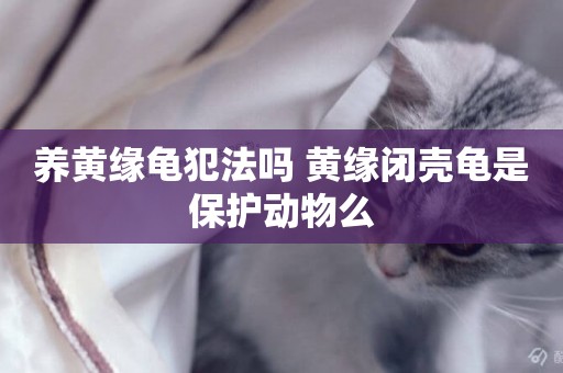 養黃緣龜犯法嗎 黃緣閉殼龜是保護動物么
