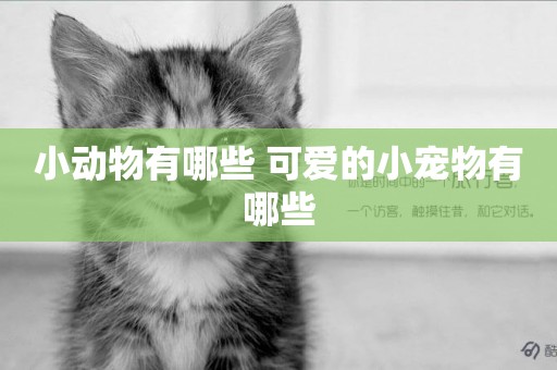 小動物有哪些 可愛的小寵物有哪些